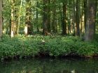 Schlepzig - Hochwald